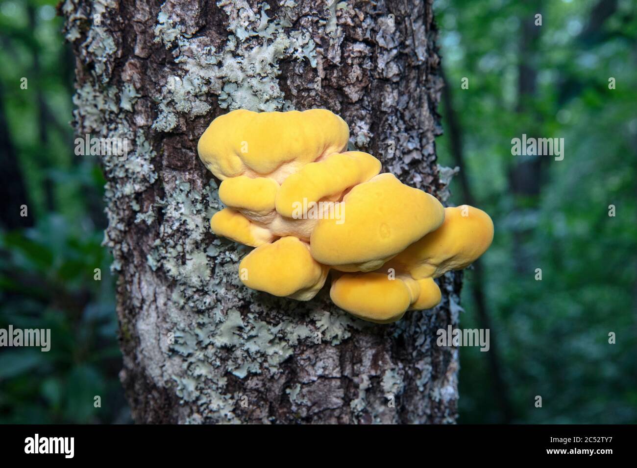 Schwungschwefelpolypore (Laetiporus sulfureus) auf Baumstamm - Brevard, North Carolina, USA Stockfoto