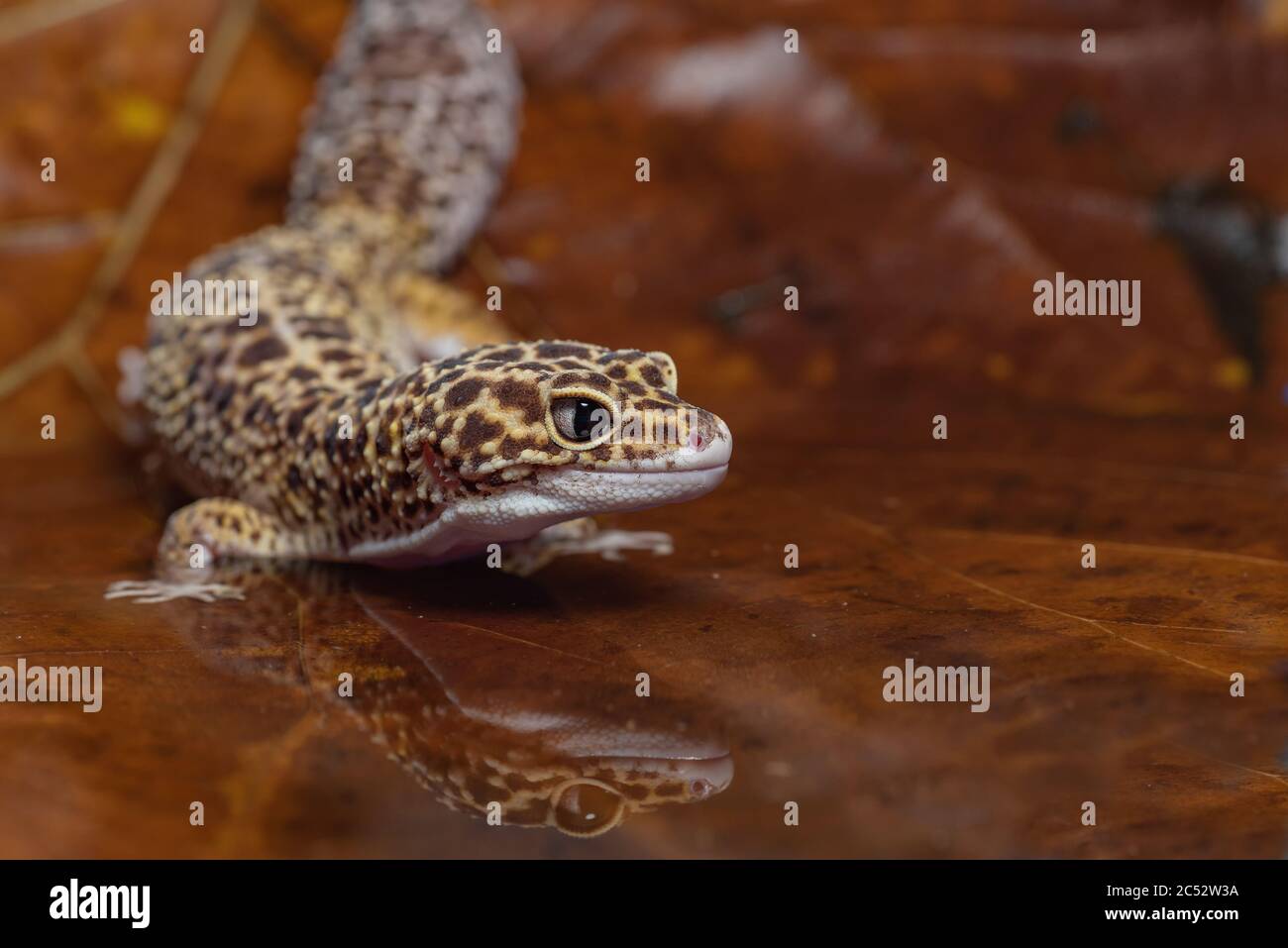 Porträt eines Leopardengeckos auf einem Blatt, Indonesien Stockfoto