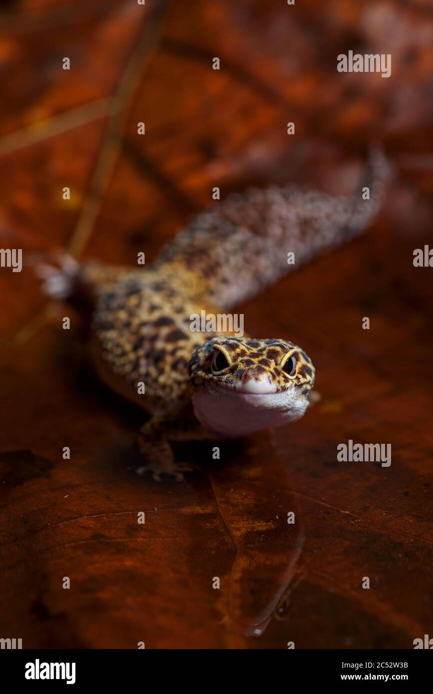 Porträt eines Leopardengeckos auf einem Blatt, Indonesien Stockfoto
