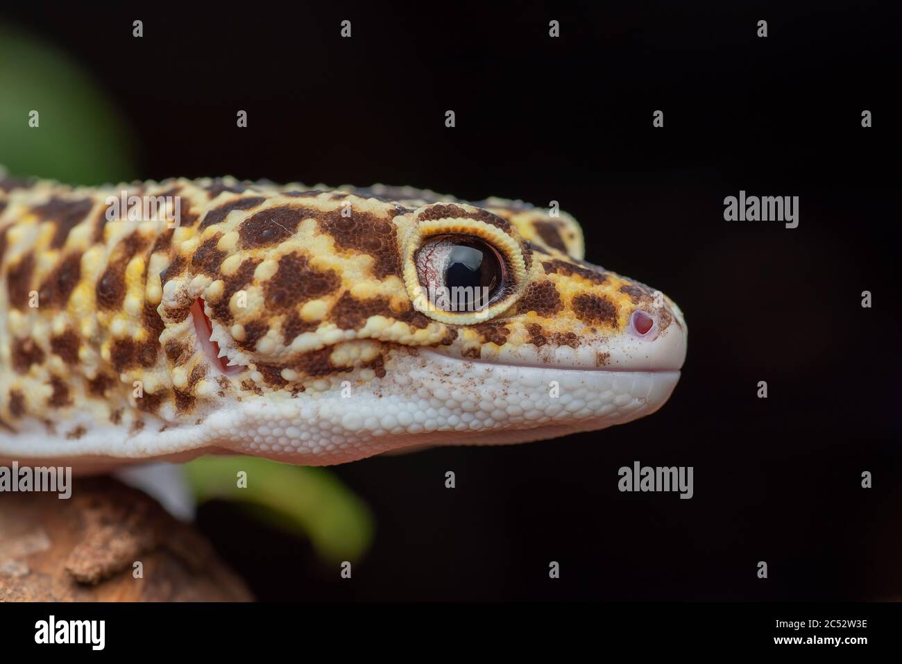 Nahaufnahme eines Leopard gecko, Indonesien Stockfoto