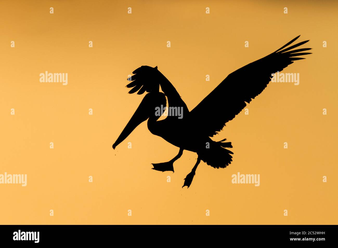 Eine Silhouette eines braunen Pelikans (Pelecanus occidentalis) bei Sonnenuntergang, Florida Stockfoto