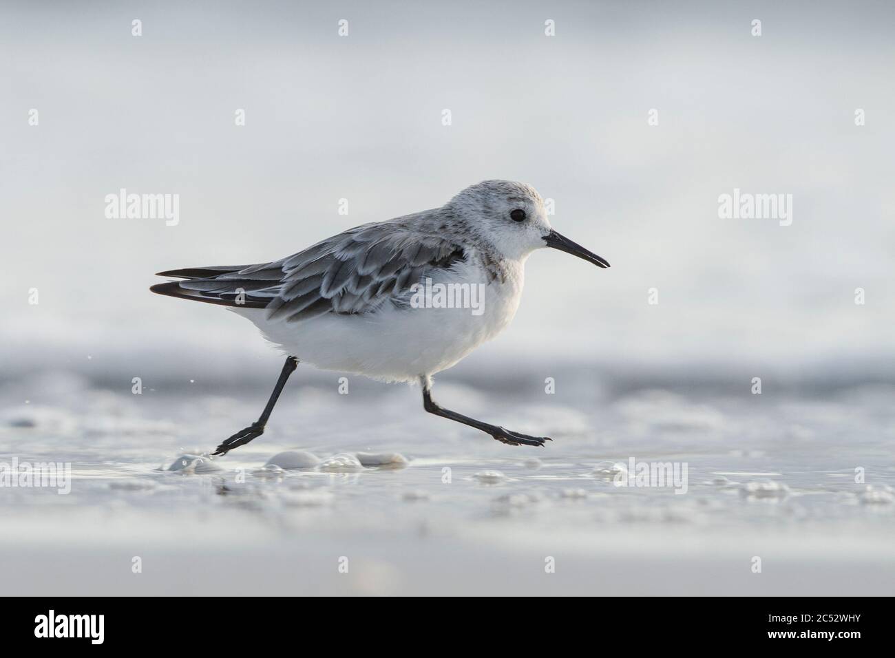 Ein Sanderling (Calidris alba), der am Ufer eines Strandes in Florida, USA, entlang läuft Stockfoto