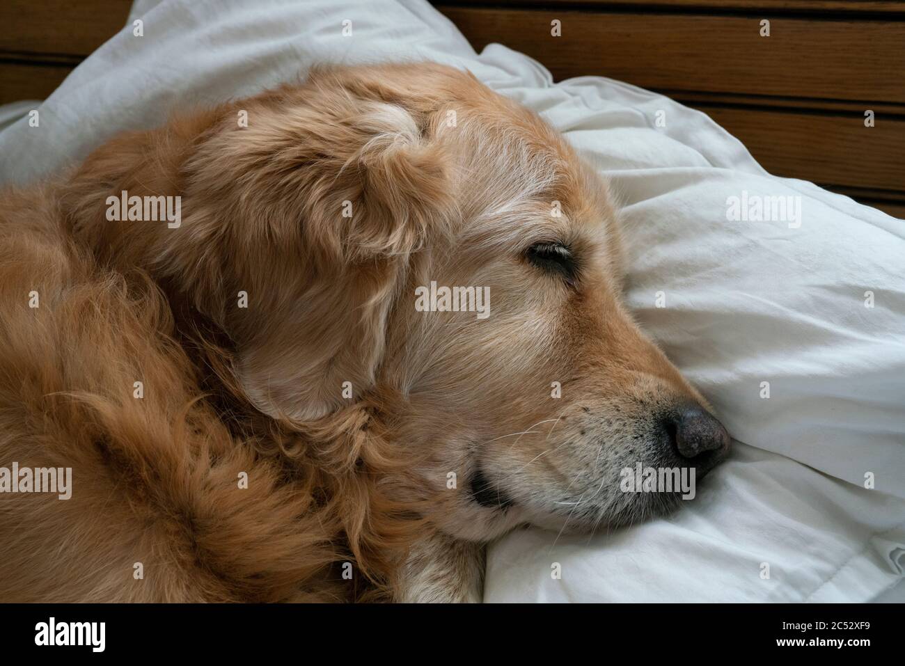 Ein goldener Retriever schnell schlafen auf Kissen. Stockfoto