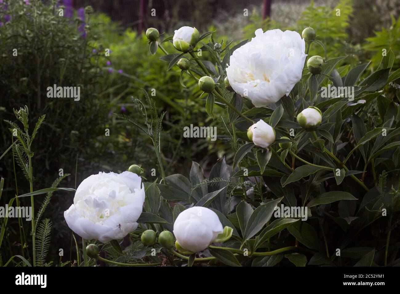 Weiße Pfingstrose Blütenstände, in voller Blüte und ungeöffneten Knospen, Hintergrund Unschärfe, selektiver Fokus, Mangel an Menschen Stockfoto