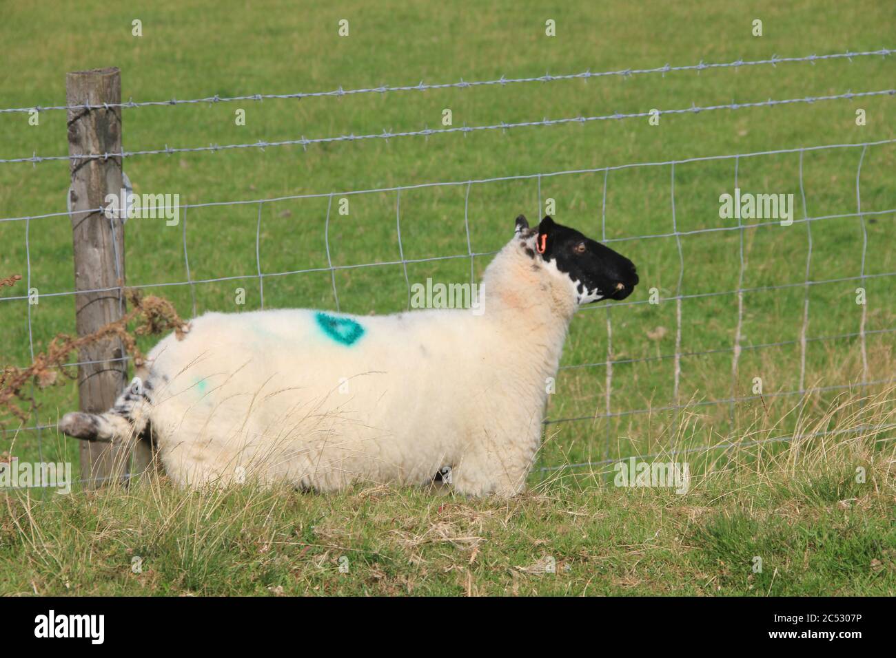 Schafzucht in Wales. Großbritannien Stockfoto