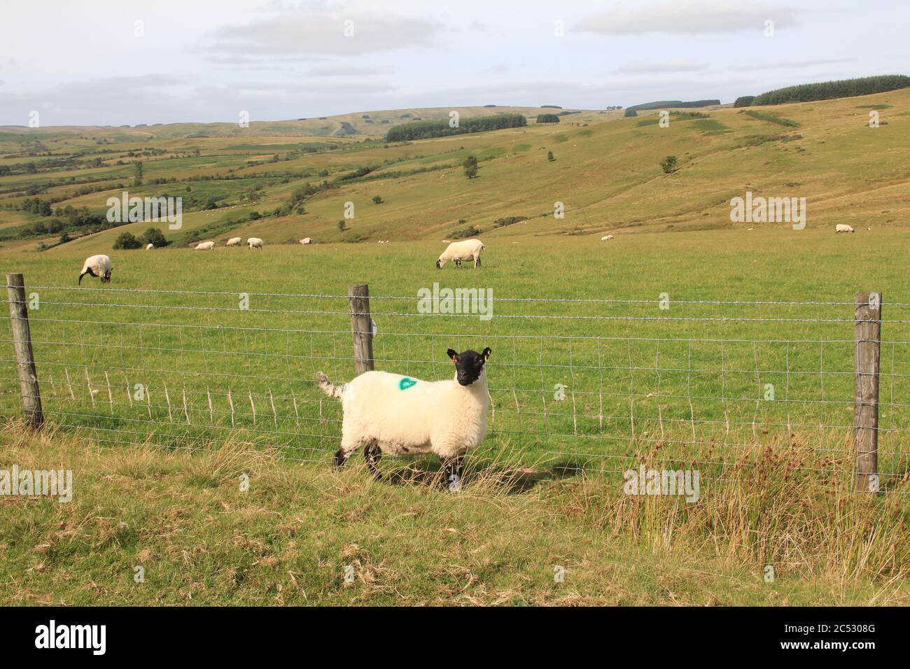 Schafzucht in Wales. Großbritannien Stockfoto