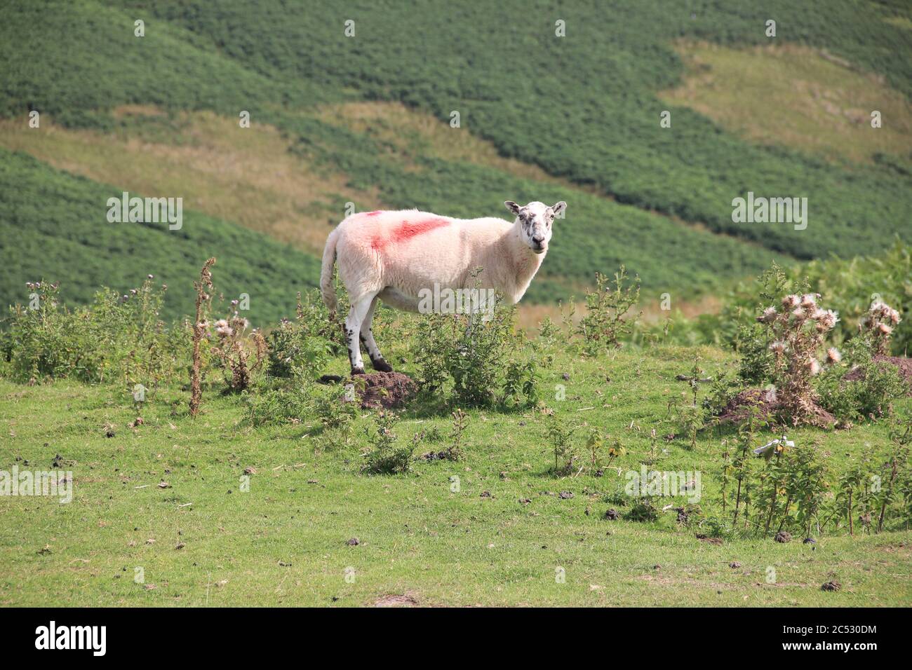 Schafzucht in Wales. Großbritannien Stockfoto