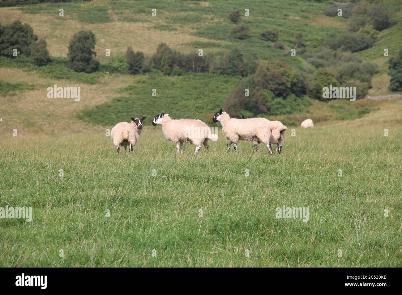 Schafzucht in Wales. Großbritannien Stockfoto