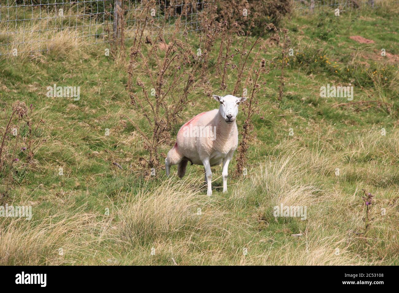 Schafzucht in Wales. Großbritannien Stockfoto