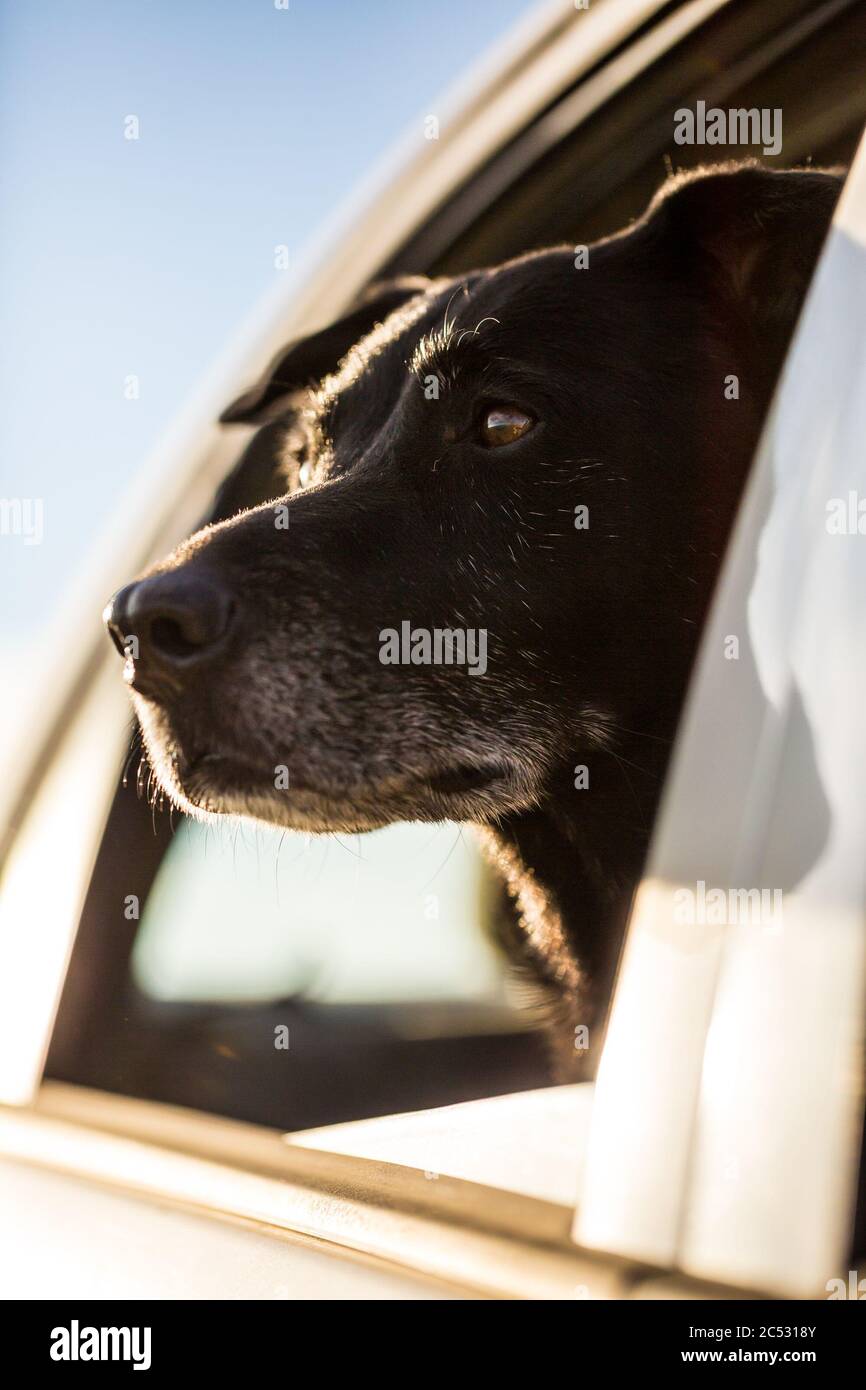Hund aus einem Autofenster Stockfoto