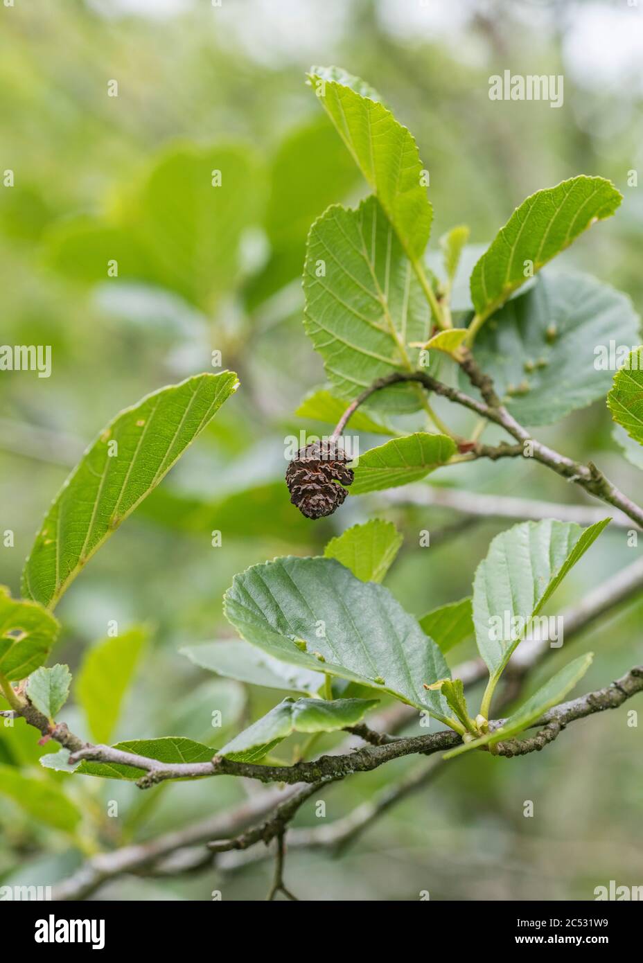Reife weibliche Katzenschnupfen Früchte einer Gemeine Erle / Alnus glutinosa Baum. Erle einmal als Heilpflanze in pflanzlichen Heilmitteln verwendet. Stockfoto