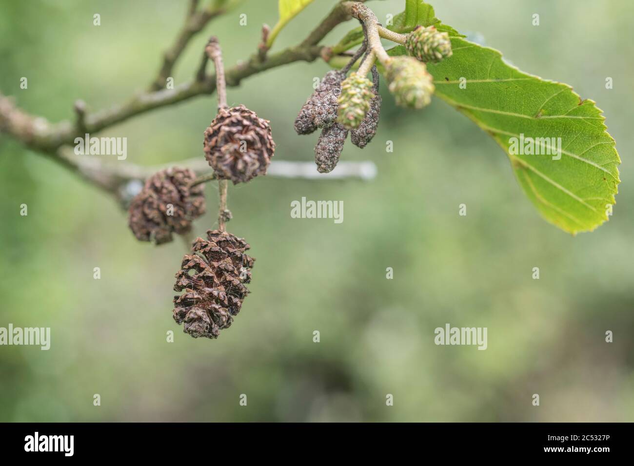 Reife weibliche Katzenzapfen Früchte einer Gemeine Erle / Alnus glutinosa. Erle einmal als Heilpflanze in pflanzlichen Heilmitteln verwendet. Stockfoto
