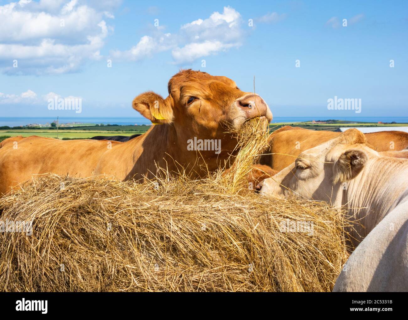 Kühe, Rinder, die sich auf Heu ernähren. GROSSBRITANNIEN Stockfoto