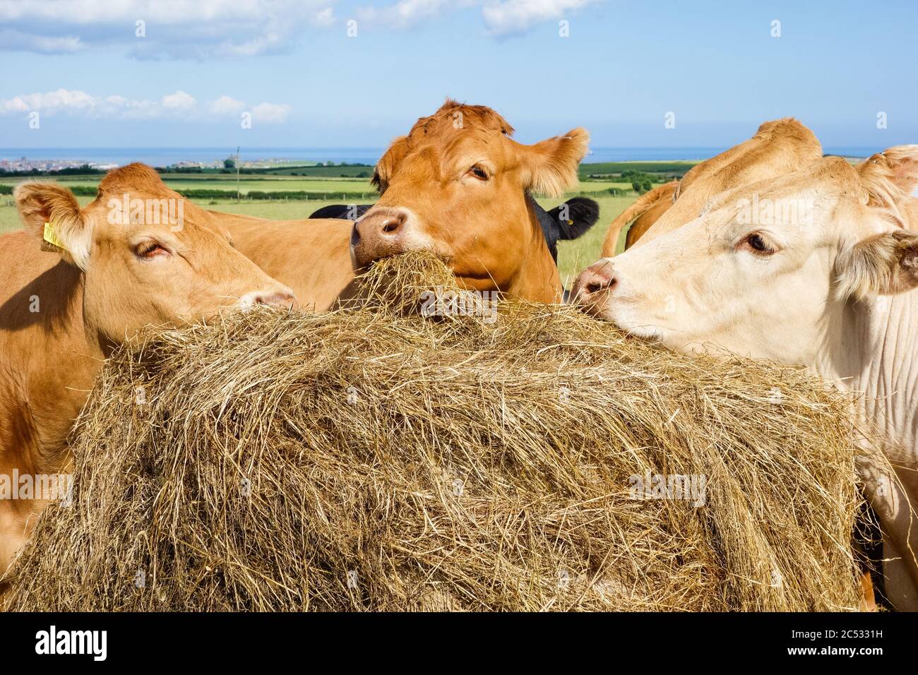 Kühe, Rinder, die sich auf Heu ernähren. GROSSBRITANNIEN Stockfoto