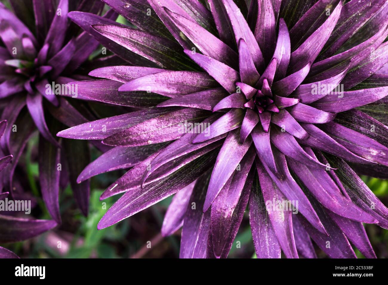 Die Gartenlilie blüht noch nicht. Draufsicht auf die sternförmigen Blätter Stockfoto