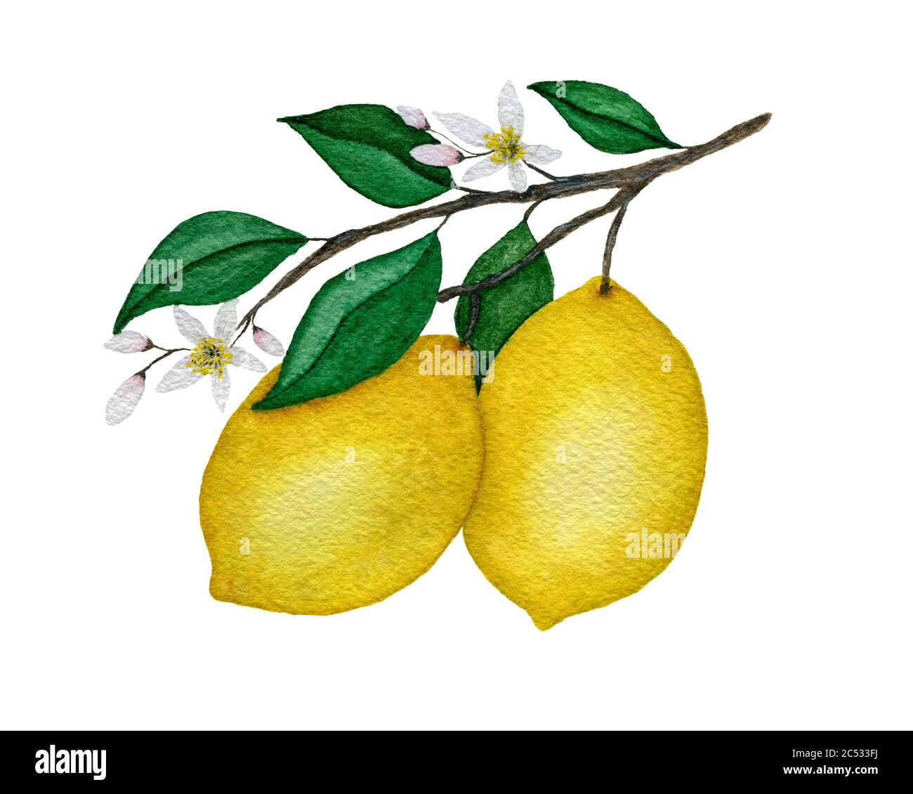 Aquarell Zitronenzweig mit Zitronenfrüchten, Blättern und Blumen, handgemalte Illustration mit Zitronen auf Zweig isoliert auf weiß Stockfotografie