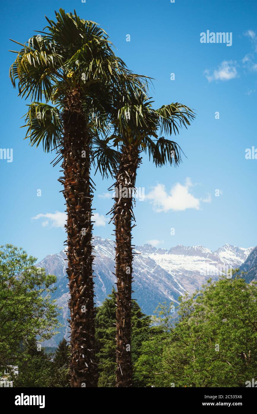 Paar Palmen in der Nähe mit schneebedeckten Bergen im Hintergrund während des sonnigen Frühlingnachmittages in vertikaler Ausrichtung Stockfoto