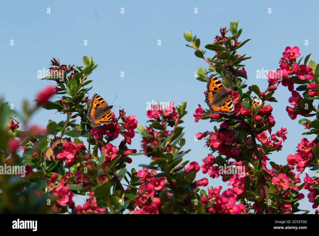 Schildkröte Muschel Schmetterling Barsche auf rosa Sommerblumen in strahlendem Sonnenschein im ländlichen Nordirland Stockfoto