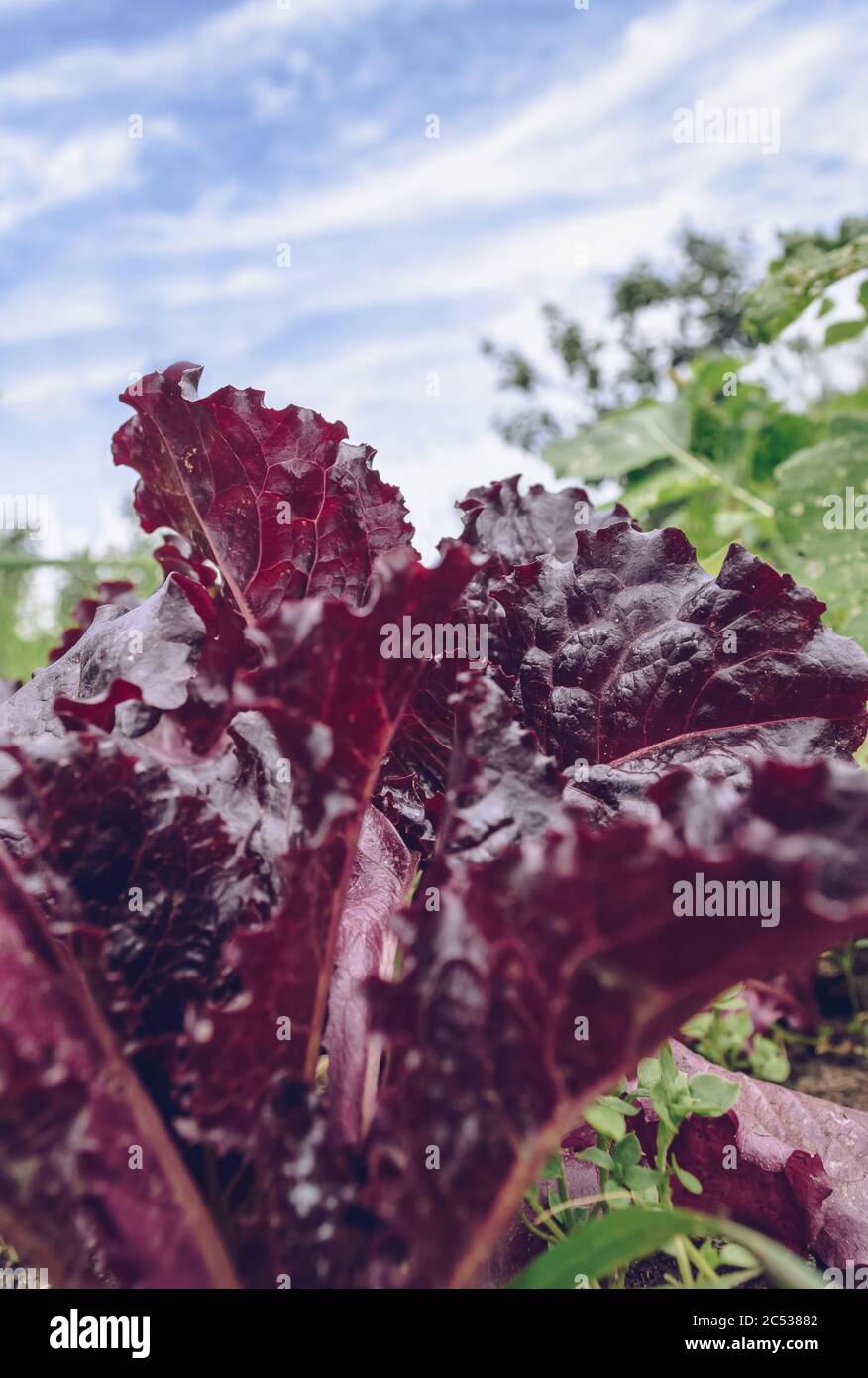 Nahaufnahme des wachsenden Lollo rossa Salats mit blauem Himmel auf dem Hintergrund Stockfoto