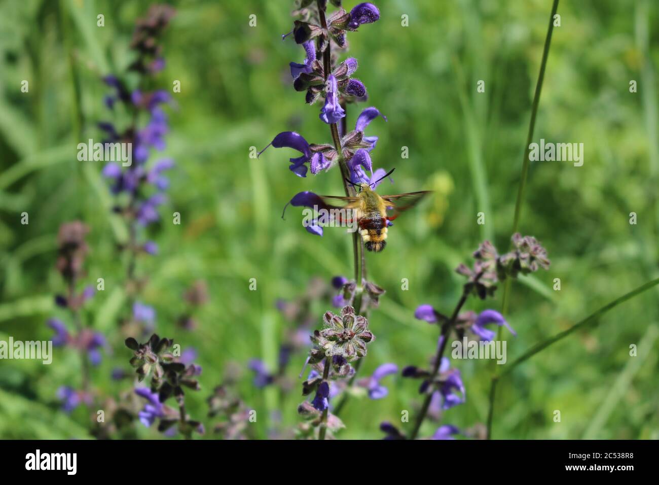 Eine Kolibri-Motte schwebt und nimmt Nektar aus einer purpurnen Blume in den französischen Alpen Stockfoto