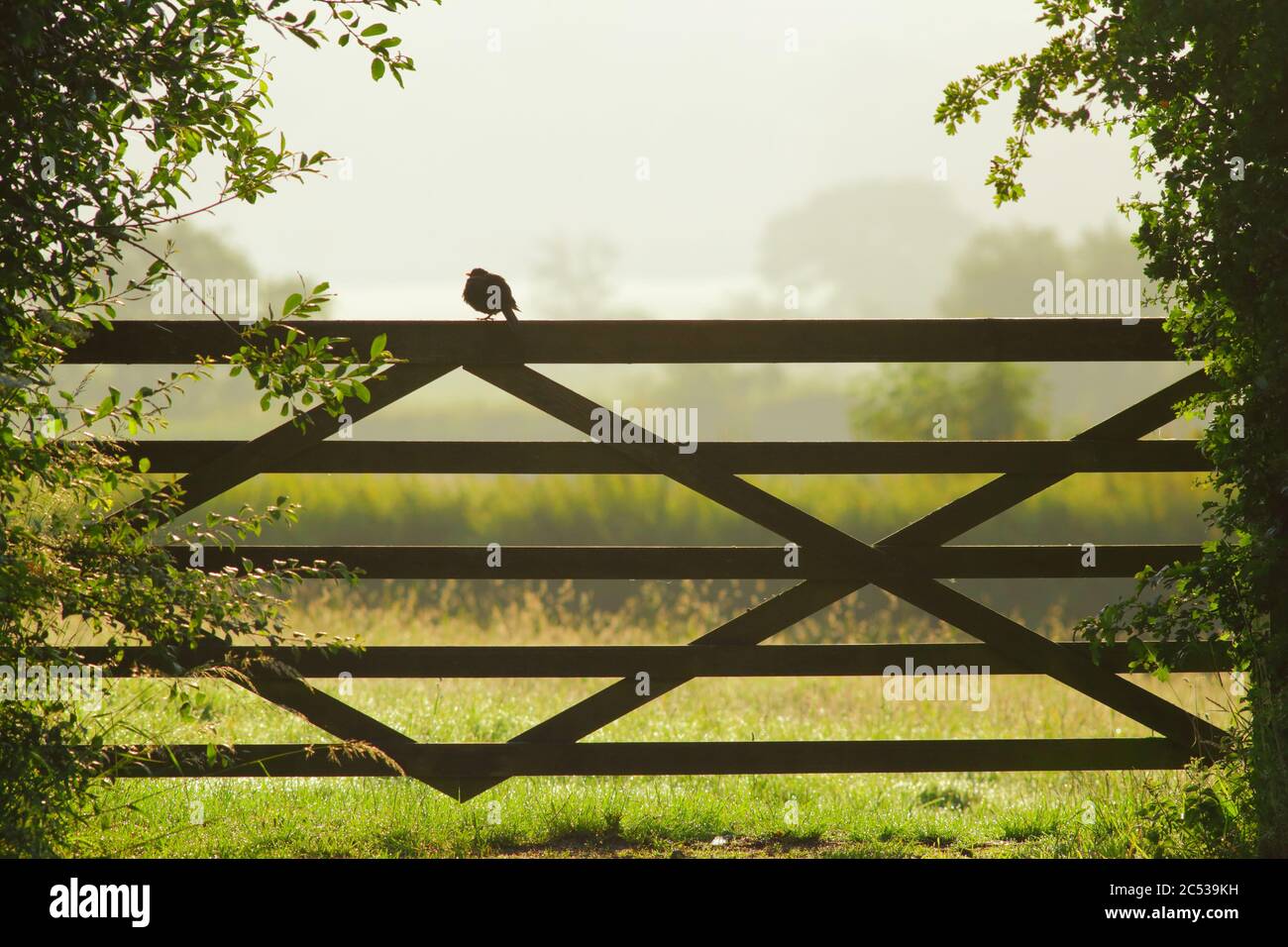 Amsel, die morgens auf dem Holztor des Ackerlandes steht Stockfoto