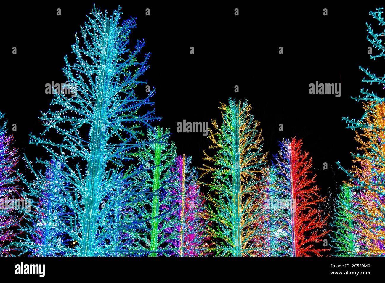 Ashas Bäume" von Adam Dekolicht in Canary Wharf Winter Lights Festival 2019, London, UK Stockfoto