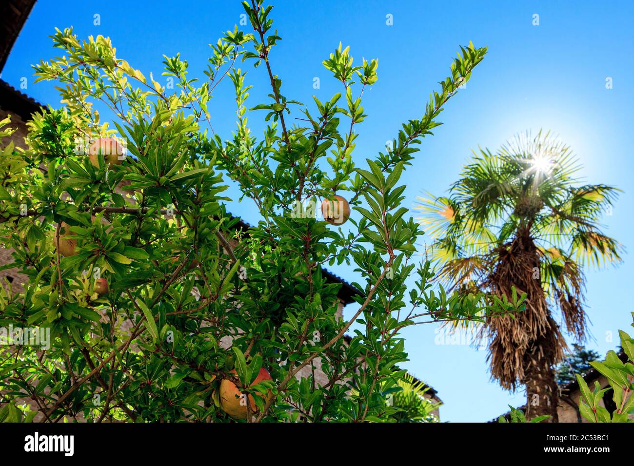 Granatapfel, Urbino, Italien. Stockfoto