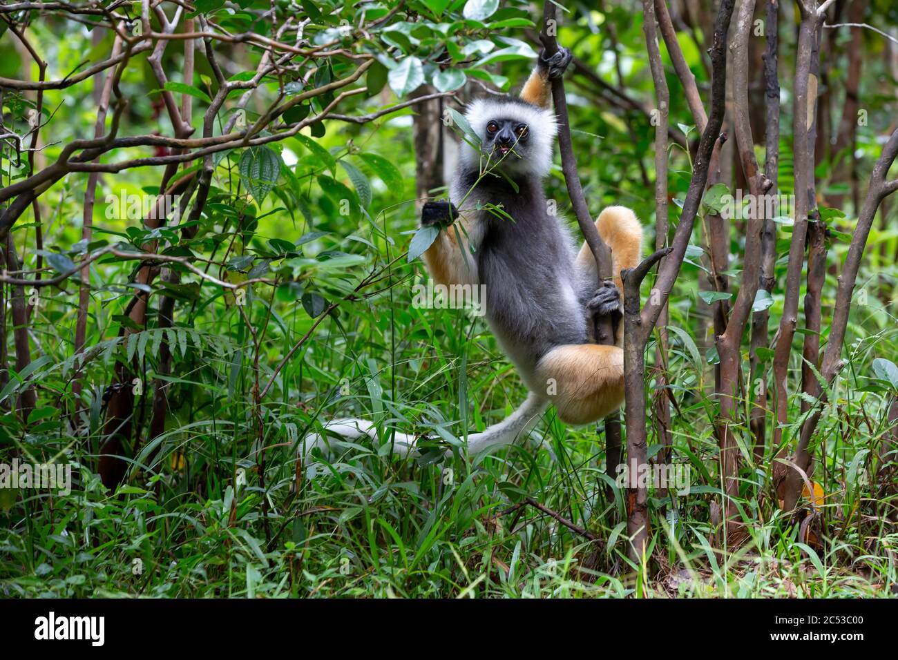 Ein Sifaka Lemur im Regenwald auf der Insel Madagaskar Stockfoto