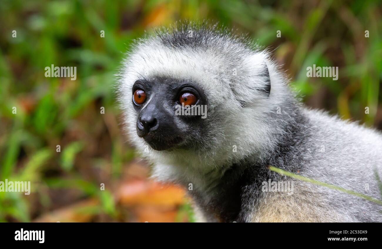 Ein Sifaka Lemur sitzt im Gras und beobachtet, was in der Gegend passiert Stockfoto