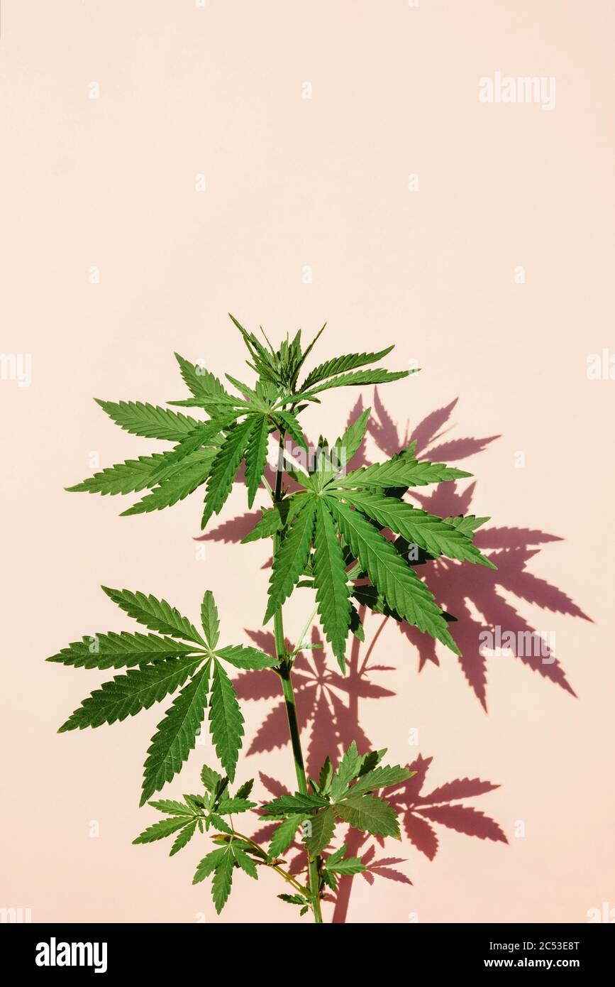 Schöne grüne Marihuana-Pflanze, Hanfblätter auf einem rosa Hintergrund. Cannabis Stockfoto