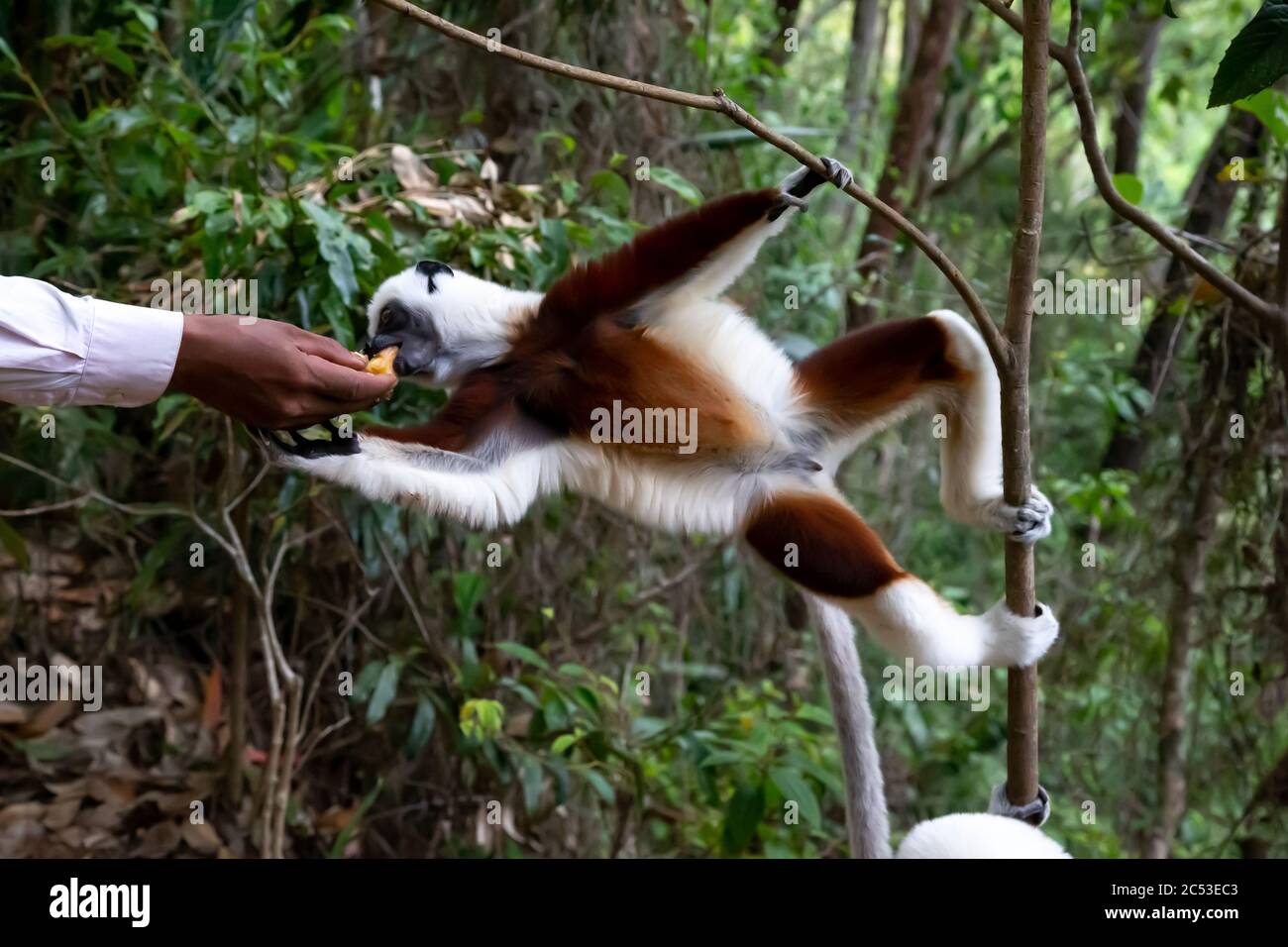 Ein Sifaka Lemur bekommt von jemandem eine Banane Stockfoto