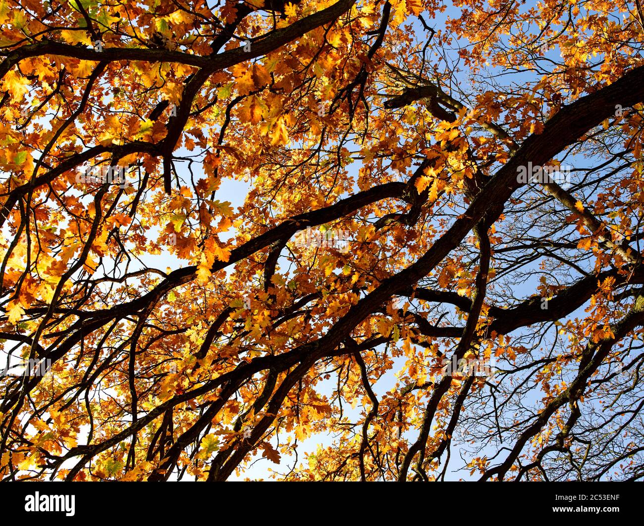 Blick unter einer Eiche im Herbst. Stockfoto