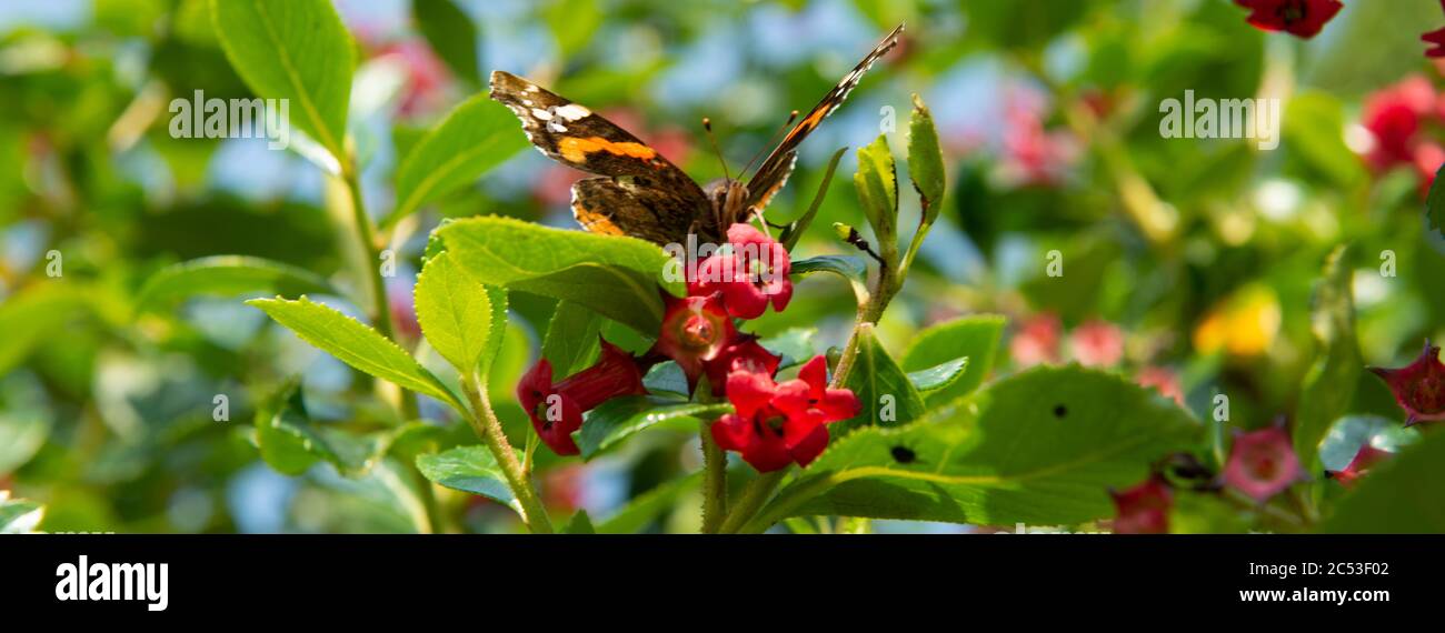 Red Admiral Butterfly Barches auf rosa Blumen in strahlendem Sonnenschein im ländlichen Nordirland Stockfoto