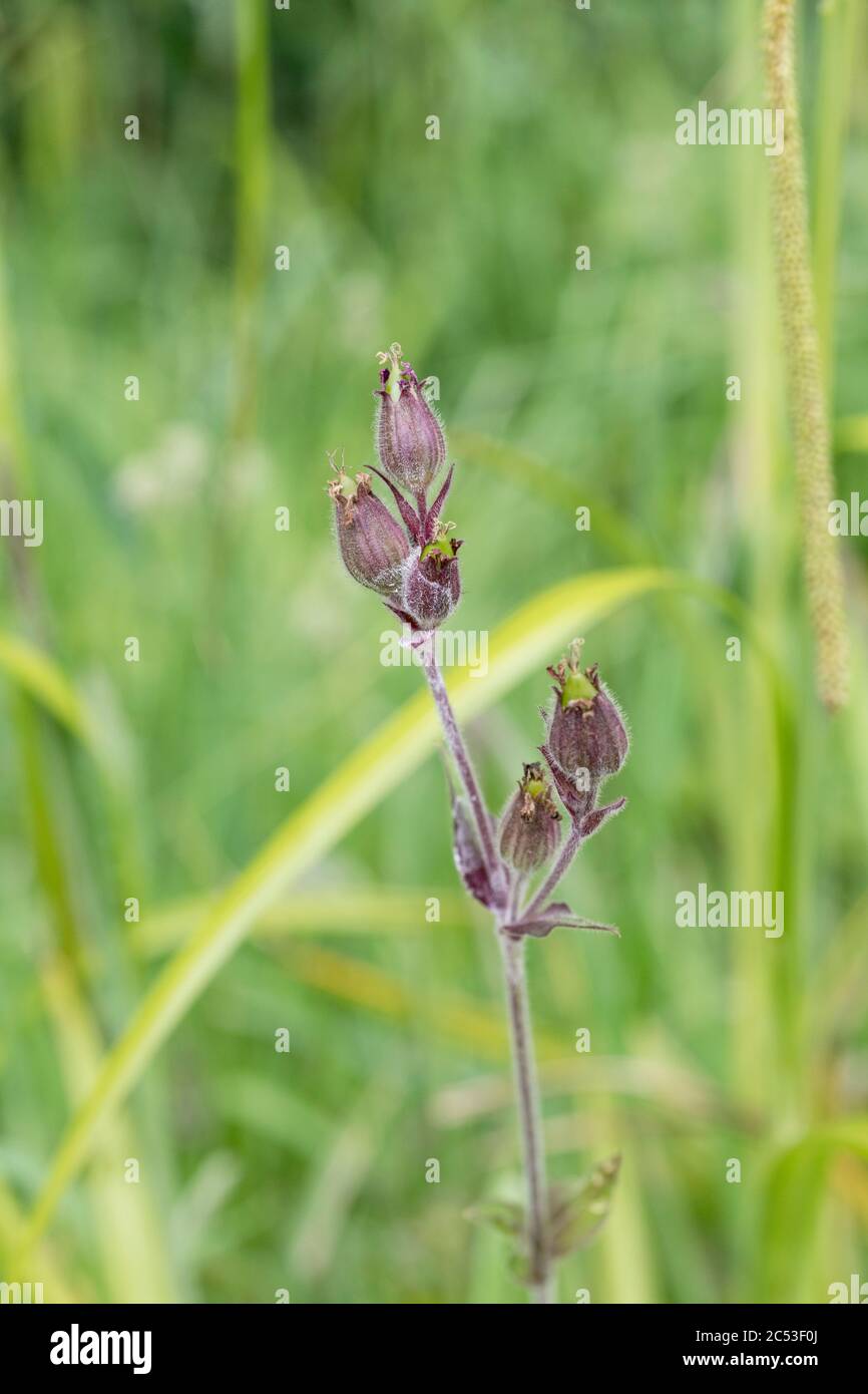 Unreife Samenschoten von Red Campion / Silene dioica entwickeln sich auf einer Pflanze nach Blütenblatt Tropfen. Campion ist eine gemeinsame UK Unkraut / Wildblume. Stockfoto