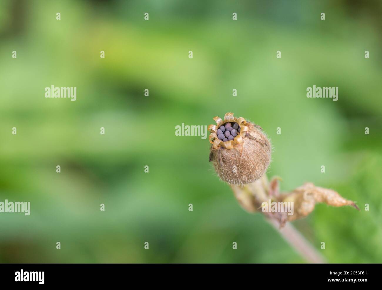 Makroaufnahme von schwärzlichen Samen / Saatkopf von Red Campion / Silene dioica in der offenen Samenschote. Stockfoto