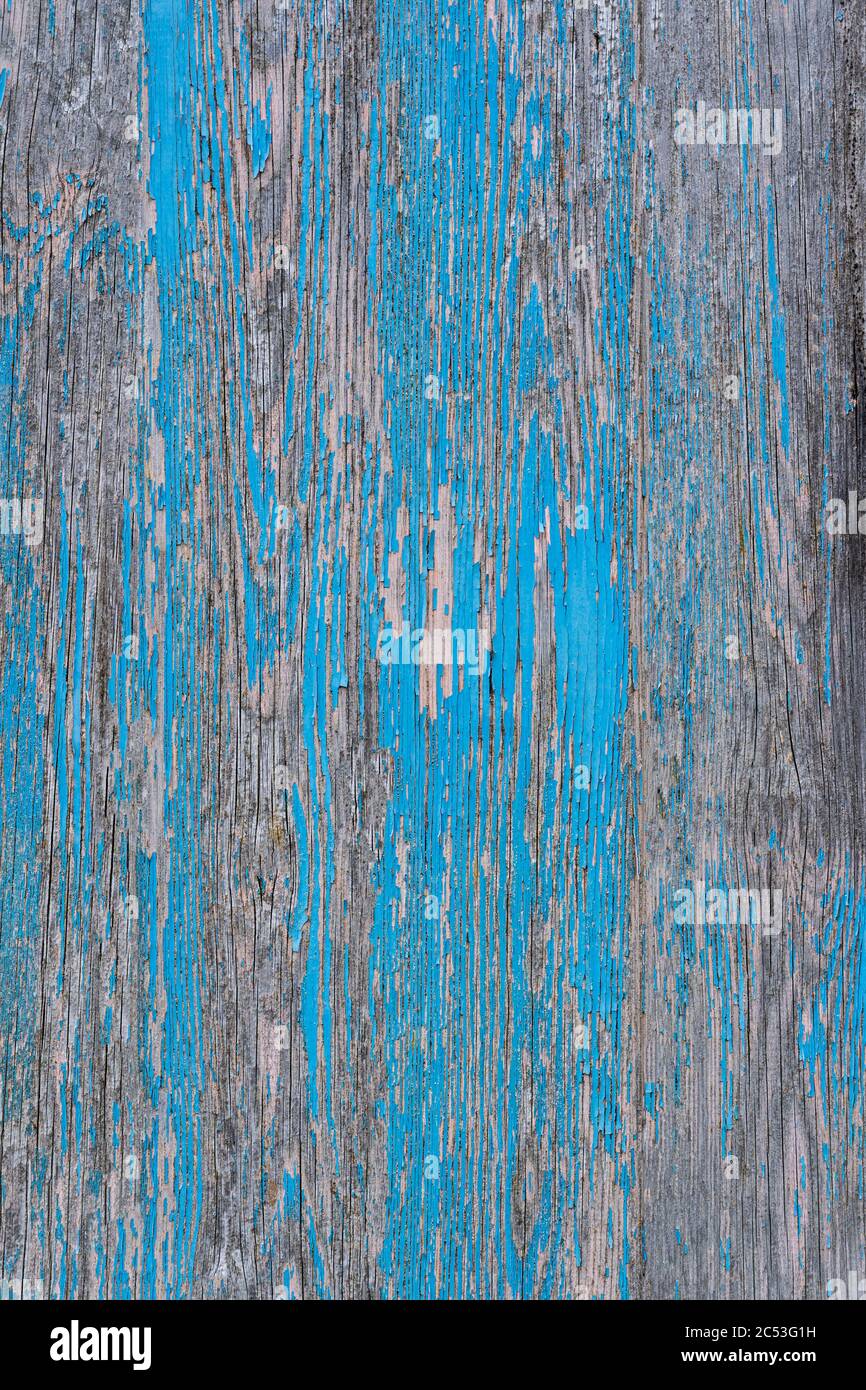 Nahaufnahme der verwitterten und abgenutzten Holzplatte mit blauer Abbeizfarbe Stockfoto