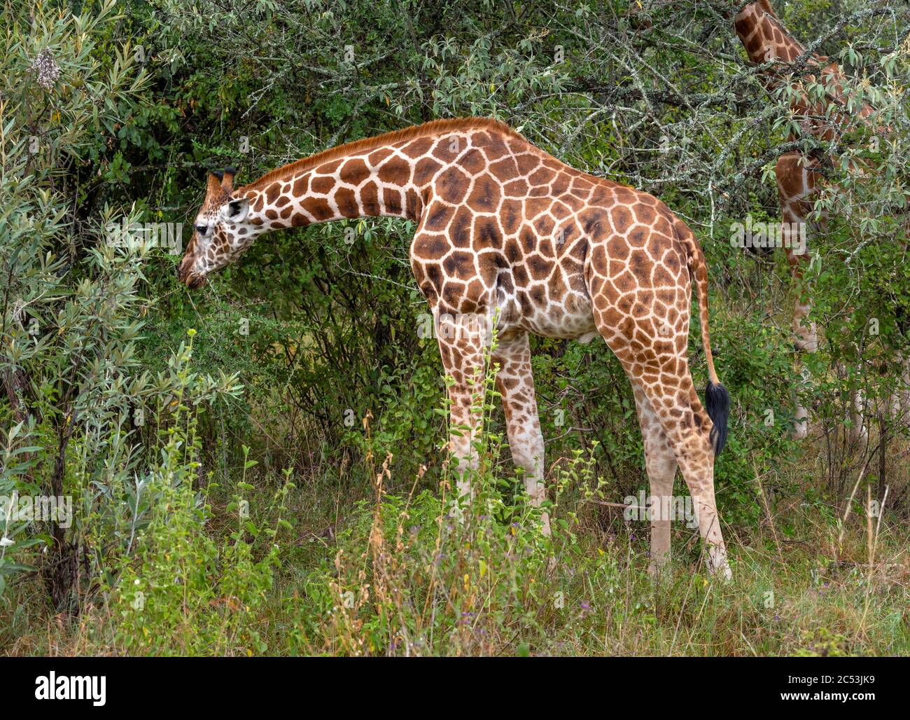 Rothschilds Giraffe (Giraffa camelopardalis rothschildi), die im Lake Nakuru Nationalpark, Kenia, Afrika, füttert Stockfoto