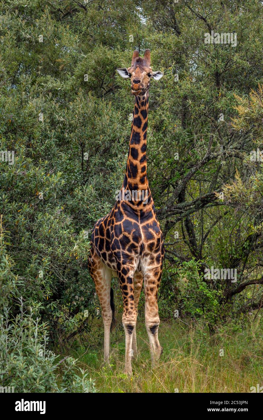 Rothschilds Giraffe (Giraffa camelopardalis rothschildi) im Nakuru-Nationalpark am See, Kenia, Afrika Stockfoto