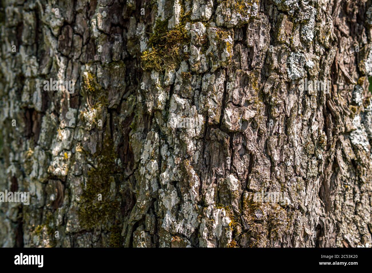 Nahaufnahme eines alten Baumes mit detailreicher, schöner Rinde in Oberschwaben, Deutschland Stockfoto