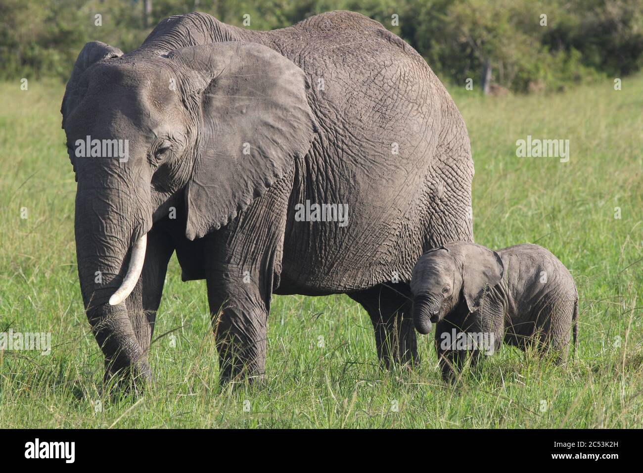 Seitenportrait einer Elefantenmutter mit ihrem Jungen, die beide im Sonnenlicht das grüne Gras der kenianischen Savanne durchstreifen Stockfoto