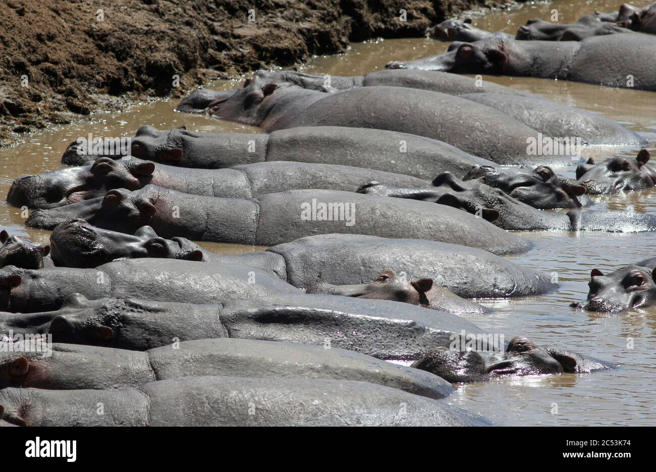 Viele Flusspferde liegen nebeneinander, halb untergetaucht und kühlen sich im braunen Wasser des Mara River ab Stockfoto