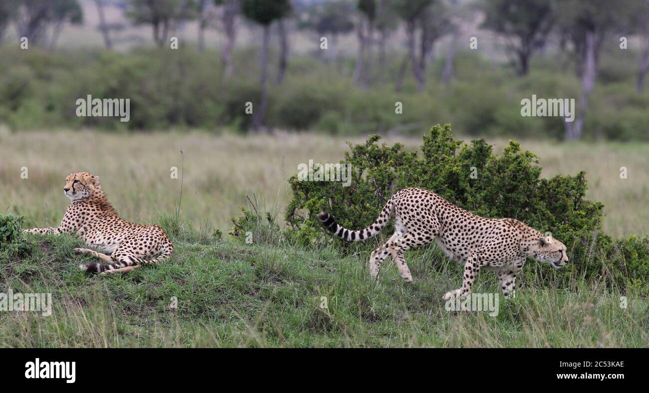 Zwei Gepard-Brüder warten auf einem kleinen grünen Hügel in der Nähe eines Busches und beobachten eine mögliche Beute, ein Gepard beginnt zu jagen Stockfoto