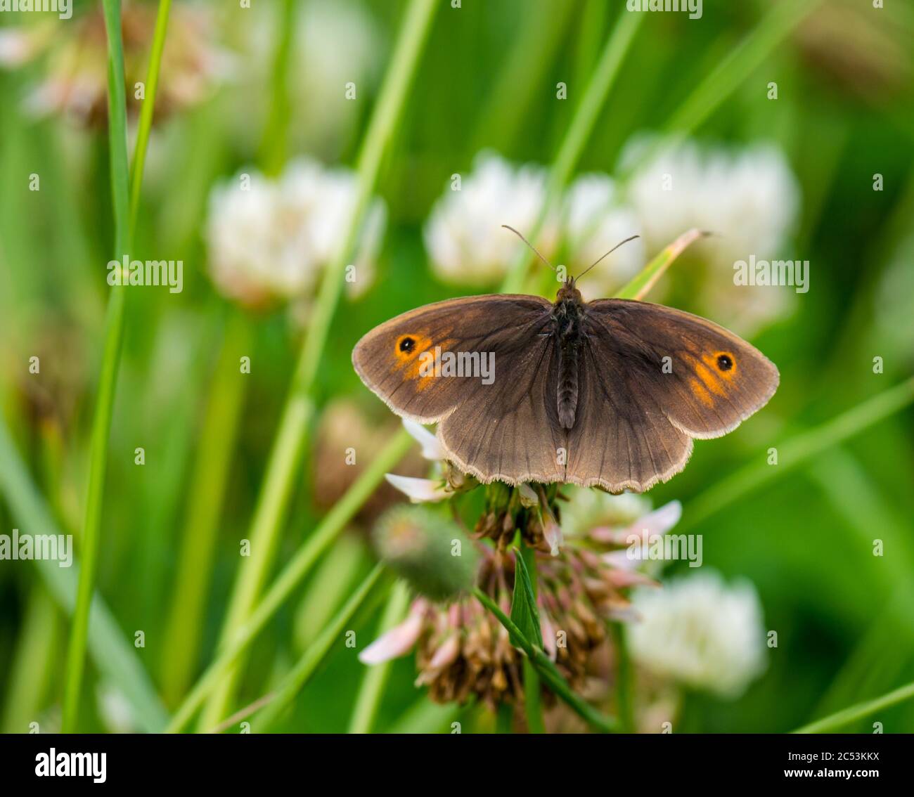 East Lothian, Schottland, Großbritannien, 30. Juni 2020. UK Wetter: Ein Wiesenbrauner Schmetterling, Maniola jurtina, auf Klee im Sommer Sonnenschein. Sie sind im Moment sehr häufig Stockfoto