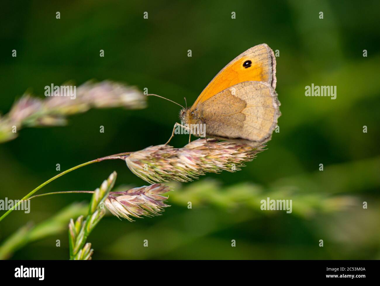East Lothian, Schottland, Großbritannien, 30. Juni 2020. UK Wetter: Ein Wiesenbrauner Schmetterling, Maniola jurtina, auf einem Grashalm im Sommer Sonnenschein sind sie im Moment sehr häufig Stockfoto