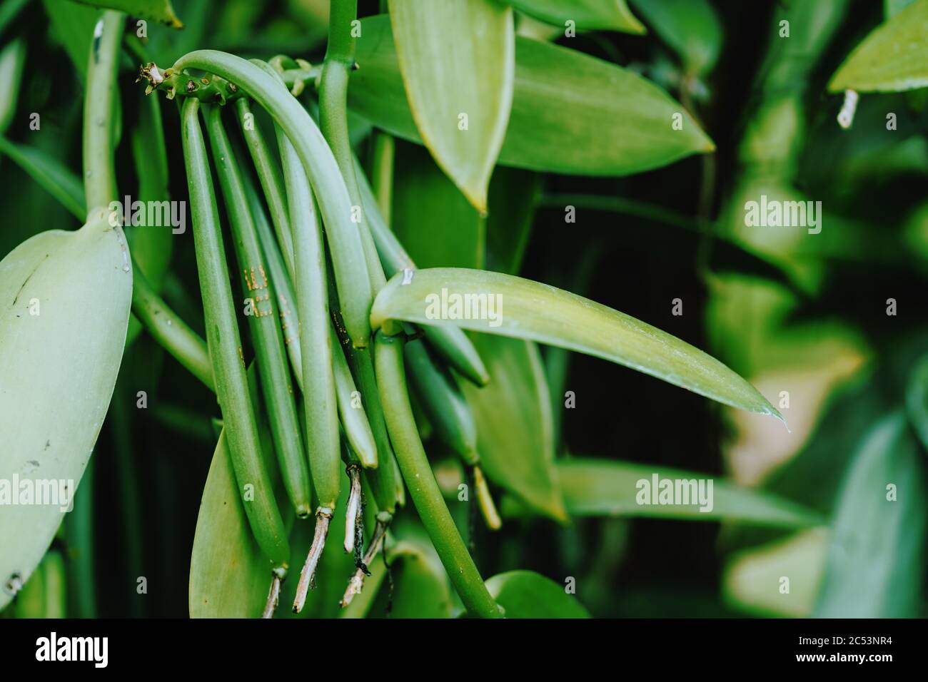 Vanilla planifolia. Nahaufnahme von Bohnenschoten auf der tropischen Klimaplantage. Stockfoto