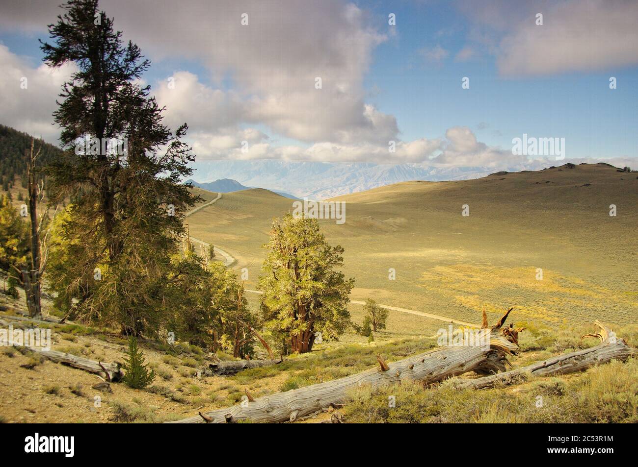 Alte Borstenkiefern, White Mountains, Kalifornien Stockfoto