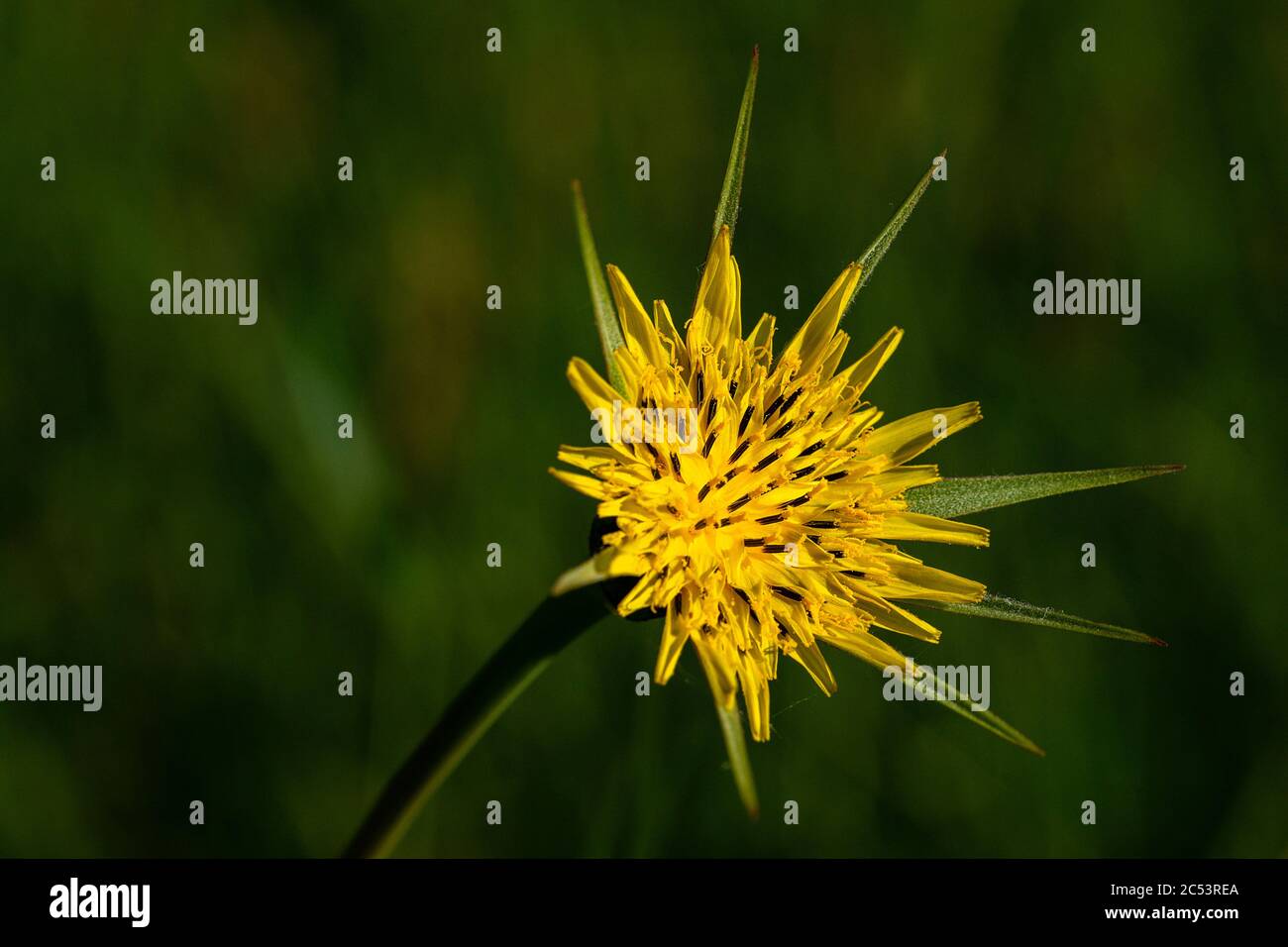 Selektiver Fokus von gelbem Snowdonia Hawkweed Stockfoto