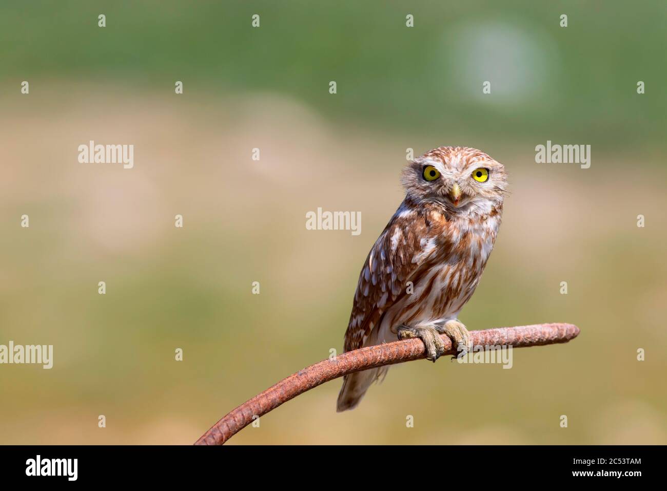 Niedliche kleine Eule. Natur Lebensraum Hintergrund. Kleine Eule. Athene noctua. Stockfoto