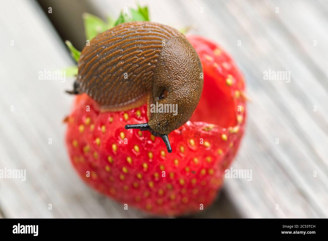 Spanische Land Schnecke Nahaufnahme, auf der Oberseite der Erdbeerfrucht, Fütterung, Garten Schädlingskonzept Stockfoto