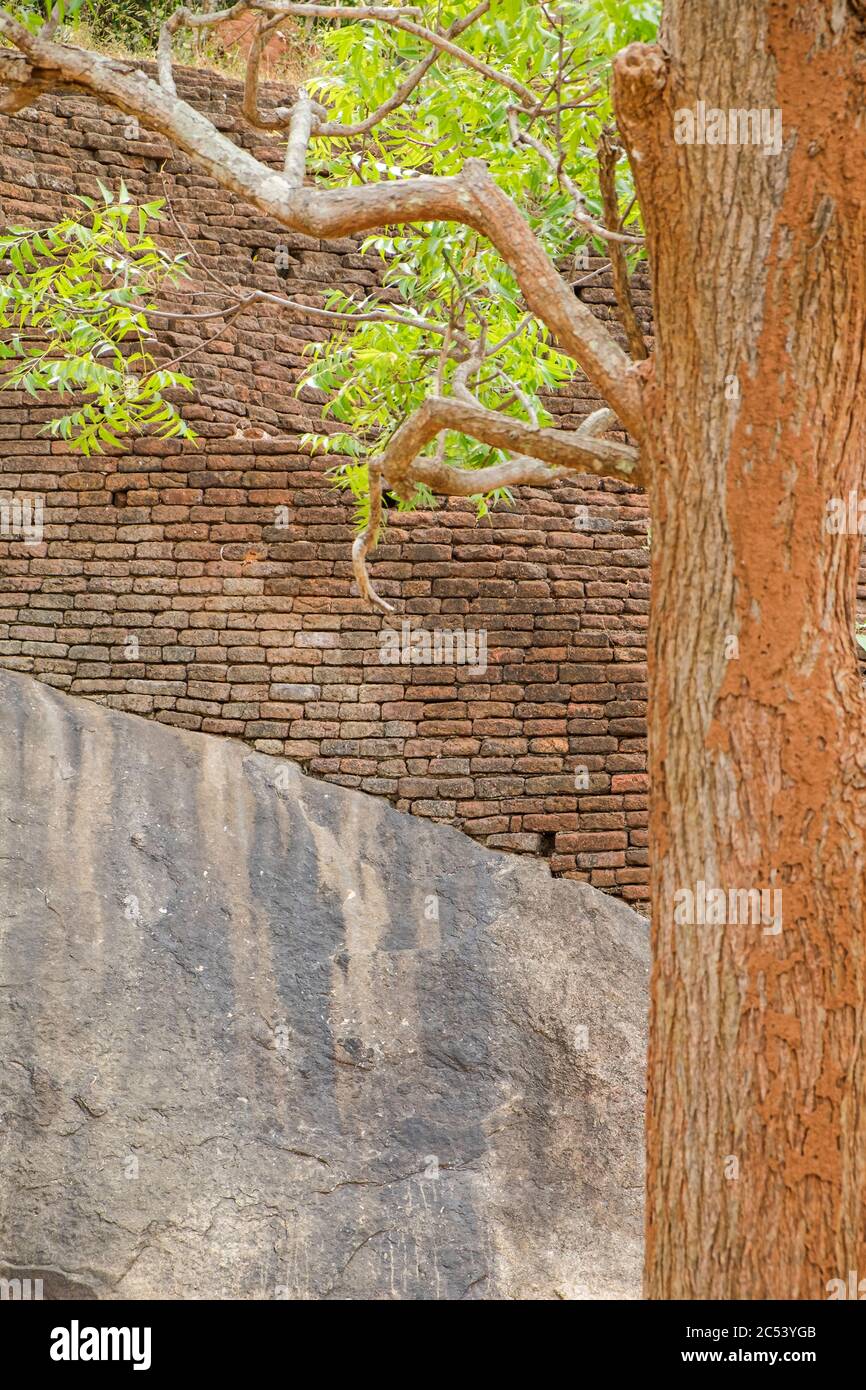 Ungewöhnliches Mauerwerk mit Baum am Sigiriya-Felsen, Sri Lanka Stockfoto